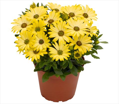 Photo de variété de fleurs à utiliser comme: Pot et Plante à massif Osteospermum RED FOX Summertime® Yellow