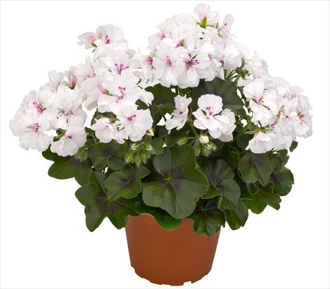 Photo de variété de fleurs à utiliser comme: Pot, patio, Suspension Pelargonium peltatum RED FOX Atlantic White