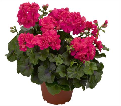 Photo de variété de fleurs à utiliser comme: Pot, patio, Suspension Pelargonium peltatum RED FOX Pacific Hot Pink