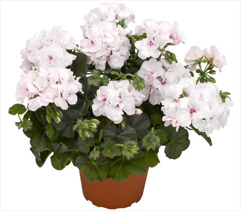 Photo de variété de fleurs à utiliser comme: Pot, patio, Suspension Pelargonium peltatum RED FOX Great Balls of Fire White