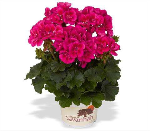 Photo de variété de fleurs à utiliser comme: Patio, pot Pelargonium zonale RED FOX Tex Mex Merlot Sizzle
