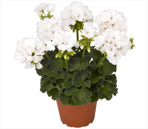 Photo de variété de fleurs à utiliser comme: Patio, pot Pelargonium zonale RED FOX Survivor White 2011