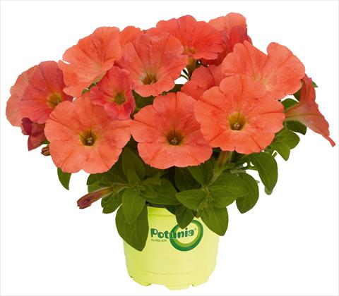 Photo de variété de fleurs à utiliser comme: Pot, patio, Suspension Petunia RED FOX Potunia® Plus Papaya
