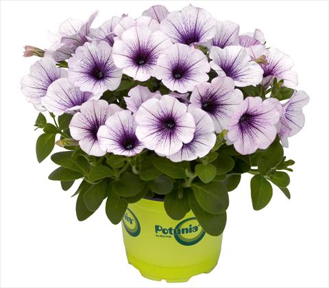 Photo de variété de fleurs à utiliser comme: Pot, patio, Suspension Petunia RED FOX Potunia® Piccola Blue Ice