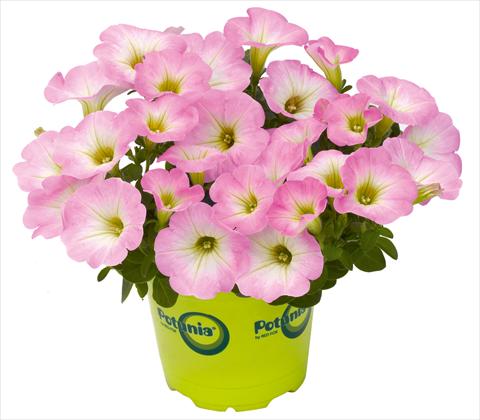 Photo de variété de fleurs à utiliser comme: Pot, patio, Suspension Petunia RED FOX Potunia® Piccola Pink
