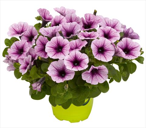 Photo de variété de fleurs à utiliser comme: Pot, patio, Suspension Petunia x hybrida RED FOX Potunia® Piccola Purple Ice