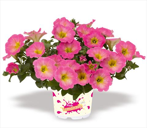 Photo de variété de fleurs à utiliser comme: Pot, patio, Suspension Petunia x hybrida RED FOX Surprise Pink Lemonade