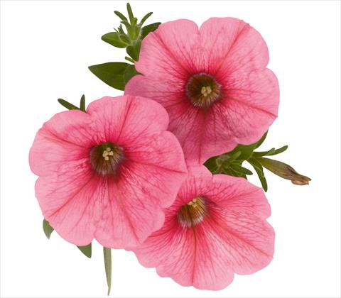 Photo de variété de fleurs à utiliser comme: Pot, patio, Suspension Petunia x hybrida RED FOX Sweetunia® Bubble Gum