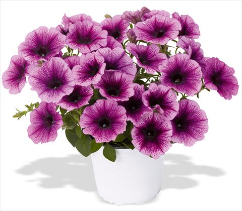 Photo de variété de fleurs à utiliser comme: Pot, patio, Suspension Petunia x hybrida RED FOX Sweetunia® Grape Ice