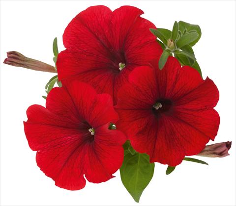Photo de variété de fleurs à utiliser comme: Pot, patio, Suspension Petunia x hybrida RED FOX Sweetunia® Hot Rod Red