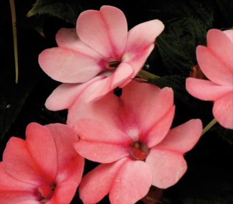 Photo de variété de fleurs à utiliser comme: Pot et Plante à massif Impatiens N. Guinea SunPatiens® Compact Blush Pink