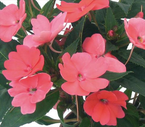 Photo de variété de fleurs à utiliser comme: Pot et Plante à massif Impatiens N. Guinea SunPatiens® Compact Coral