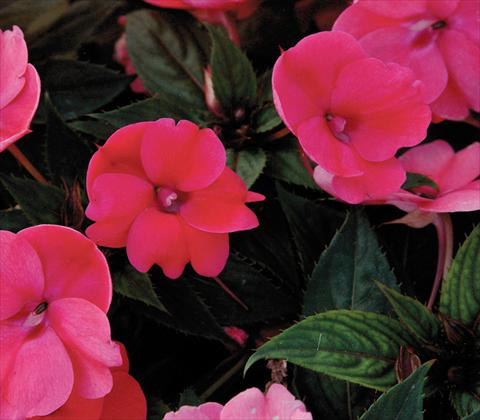 Photo de variété de fleurs à utiliser comme: Pot et Plante à massif Impatiens N. Guinea SunPatiens® Compact Deep Rose