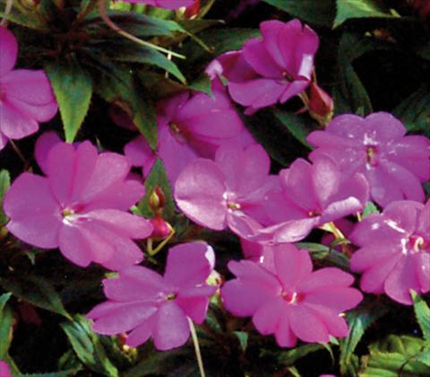 Photo de variété de fleurs à utiliser comme: Pot et Plante à massif Impatiens N. Guinea SunPatiens® Compact Lilac