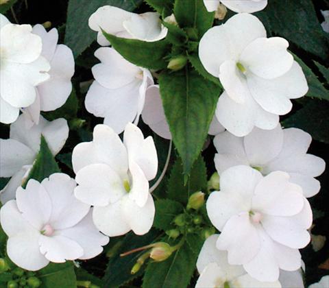 Photo de variété de fleurs à utiliser comme: Pot et Plante à massif Impatiens N. Guinea SunPatiens® Compact White