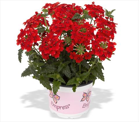 Photo de variété de fleurs à utiliser comme: Pot, patio, Suspension Verbena RED FOX Empress Flair Red