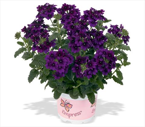 Photo de variété de fleurs à utiliser comme: Pot, patio, Suspension Verbena RED FOX Empress Flair Violet Blue