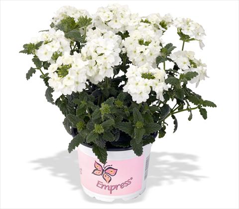Photo de variété de fleurs à utiliser comme: Pot, patio, Suspension Verbena RED FOX Empress Flair White