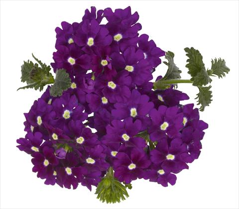 Photo de variété de fleurs à utiliser comme: Pot, patio, Suspension Verbena RED FOX Empress Violet Blue Charme