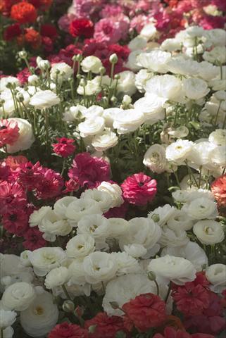 Photo de variété de fleurs à utiliser comme: Pot et Plante à massif Ranunculus asiaticus Bloomingdale Mix