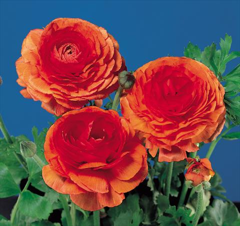 Photo de variété de fleurs à utiliser comme: Pot et Plante à massif Ranunculus asiaticus Bloomingdale Tangerine