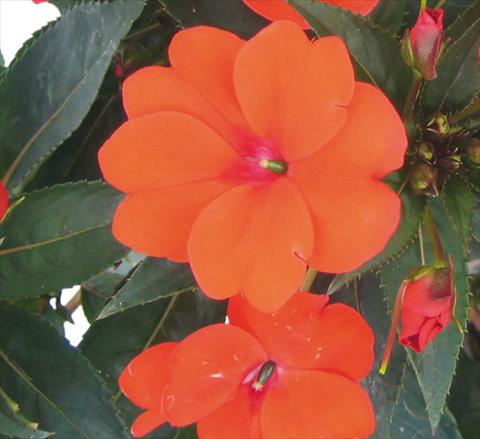 Photo de variété de fleurs à utiliser comme: Pot, Plante à massif, patio, Suspension Impatiens N. Guinea SunPatiens® Compact Green Leaf Orange