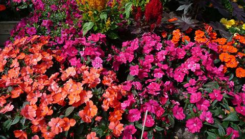 Photo de variété de fleurs à utiliser comme: Pot et Plante à massif Impatiens N. Guinea SunPatiens® Compact Magenta Orange