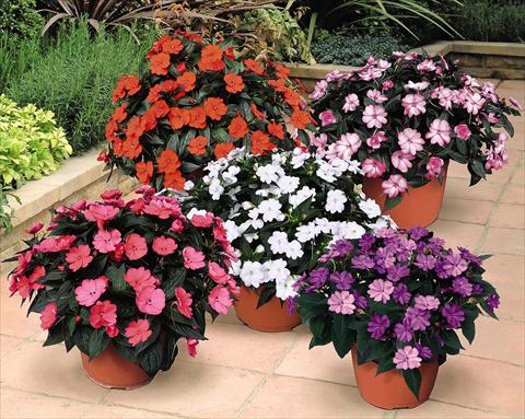Photo de variété de fleurs à utiliser comme: Pot et Plante à massif Impatiens N. Guinea SunPatiens® Compact Series