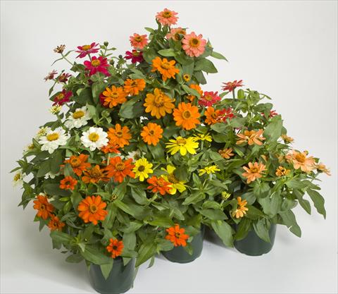 Photo de variété de fleurs à utiliser comme: Pot et Plante à massif Zinnia interspecifica Profusion Mix