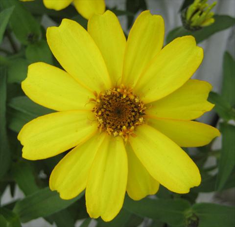 Photo de variété de fleurs à utiliser comme: Pot et Plante à massif Zinnia interspecifica Profusion Yellow