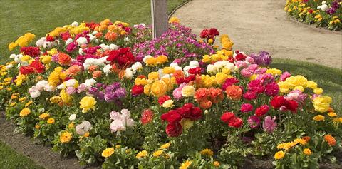 Photo de variété de fleurs à utiliser comme: Pot et Plante à massif Ranunculus asiaticus Bloomingdale Mix outdoors