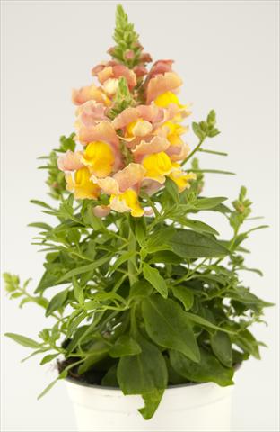 Photo de variété de fleurs à utiliser comme: Pot et Plante à massif Antirrhinum majus Peach Paradise Dazzling Lips®