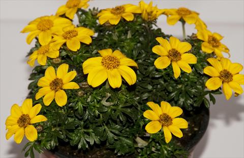 Photo de variété de fleurs à utiliser comme: Pot, patio, Suspension Bidens ferulifolia Improved Oly Star 2Teeth®