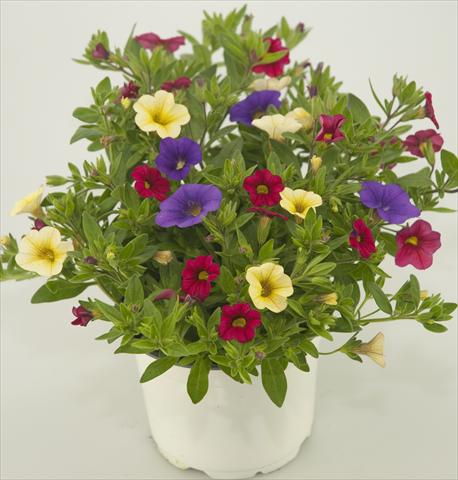 Photo de variété de fleurs à utiliser comme: Pot, patio, Suspension 3 Combo Calibrachoa Checkies Blue Wine Goldberry