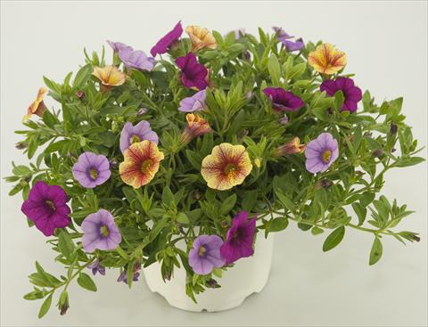 Photo de variété de fleurs à utiliser comme: Pot, patio, Suspension 3 Combo Calibrachoa Checkies Lavender Pink Goldpeach