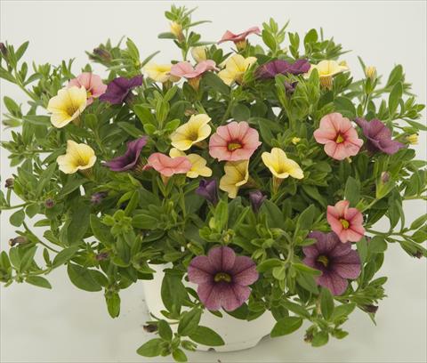 Photo de variété de fleurs à utiliser comme: Pot, patio, Suspension 3 Combo Calibrachoa Checkies Peach Plum Goldberry