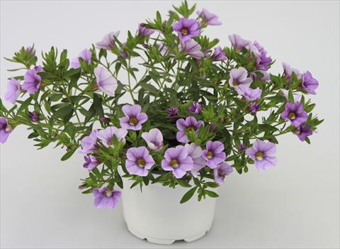Photo de variété de fleurs à utiliser comme: Pot, patio, Suspension Calibrachoa Sweet Bells® Lavender