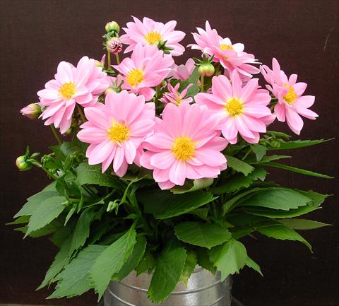 Photo de variété de fleurs à utiliser comme: Pot et Plante à massif Dahlia Starlias Rose