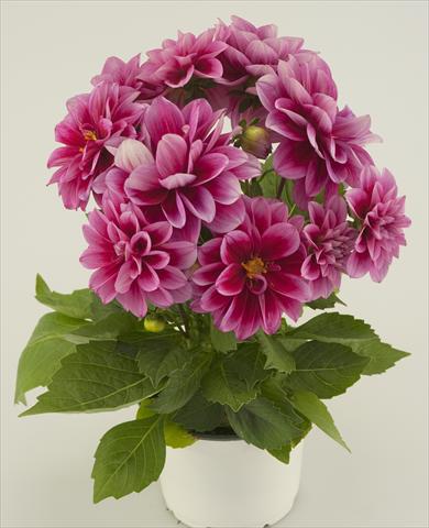 Photo de variété de fleurs à utiliser comme: Pot et Plante à massif Dahlia Starlias Violet