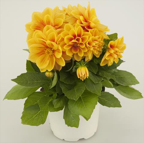 Photo de variété de fleurs à utiliser comme: Pot et Plante à massif Dahlia Starlias Yellow Orange Splash