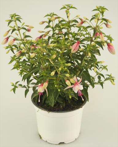 Photo de variété de fleurs à utiliser comme: Pot Fuchsia Summermelody Sunantonio