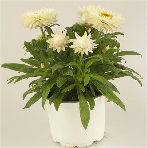 Photo de variété de fleurs à utiliser comme: Pot et Plante à massif Helichrysum (Bracteantha) Xagros® Weiss