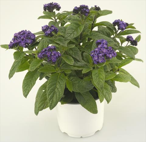 Photo de variété de fleurs à utiliser comme: Pot et Plante à massif Heliotropium arborescens Blue Helios®