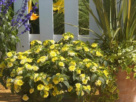 Photo de variété de fleurs à utiliser comme: Pot et Plante à massif Lantana camara Summerlovers® Simon Lemon