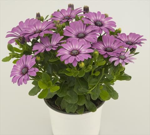 Photo de variété de fleurs à utiliser comme: Pot et Plante à massif Osteospermum Impassion® Lavenderrose