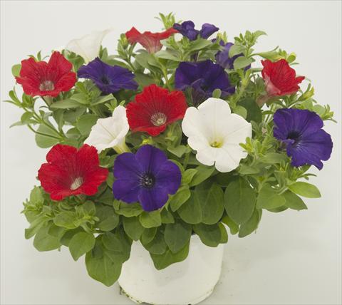 Photo de variété de fleurs à utiliser comme: Pot, patio, Suspension 3 Combo Checkies Red White Blue
