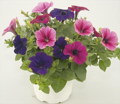 Photo de variété de fleurs à utiliser comme: Pot, patio, Suspension 3 Combo Checkies Rose vein Purple Violet indigo