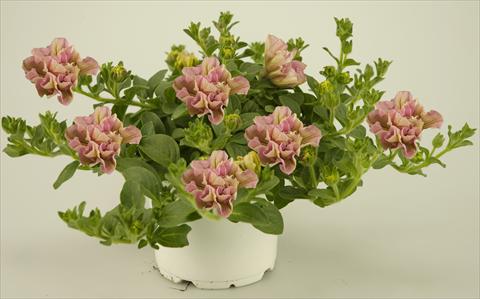 Photo de variété de fleurs à utiliser comme: Pot, patio, Suspension Petunia Colour Bells® Light Rose Bell