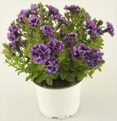 Photo de variété de fleurs à utiliser comme: Pot, patio, Suspension Petunia Double Amethyst Vein Tiny Pleasure®