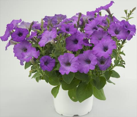 Photo de variété de fleurs à utiliser comme: Pot, patio, Suspension Petunia Four Weeks Medium Orchid Sweetpleasure®